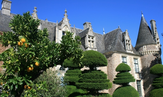 Oranger au Chateau du Pin Champtocé