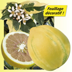 Citronnier Panaché citrus albo variegata