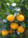 Citrus_madurensis_fruits_sur_arbre_150