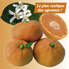 Mandarinier satsuma