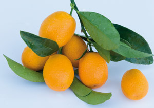 kumquatine-fruits-300