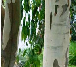 Eucalyptus-gunnii-ecorce
