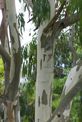 Eucalyptus-tronc