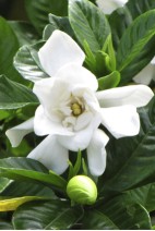 Fleur de Gardenia