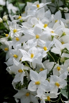 Solanum-jasminoides-Album solanum grimpant à fleurs blanches
