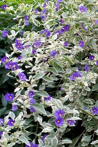 Solanum rantonetii Variegata variete feuillage panaché