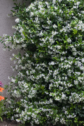Trachelospermum grimant : mur végétal et parfumé