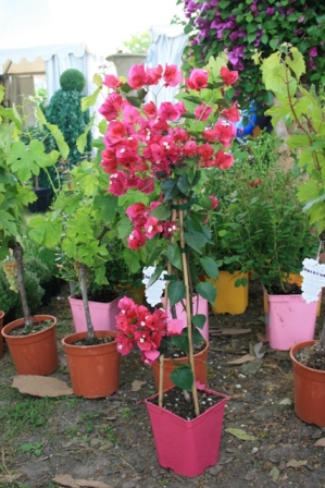 Bougainvillier pot rose