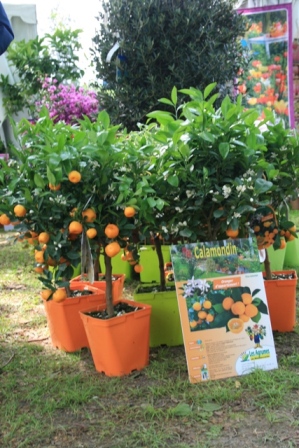 Calamondin pot orange