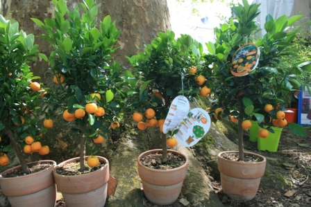 Calamondin pot de terre
