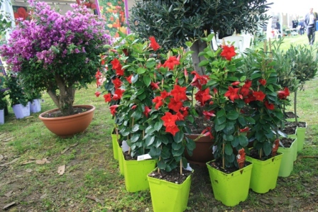 Dipladénia pot vert