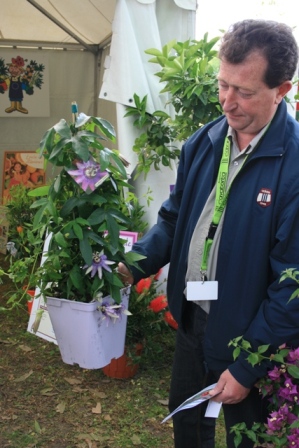 passiflore pot mauve