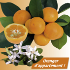 Calamondin