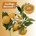 Calamondin panaché