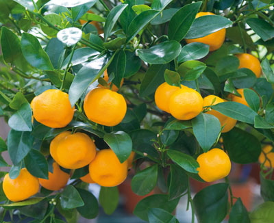 Calamondin-fruits