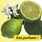 Citron vert citronnier
