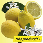 Citronnier des 4 saisons