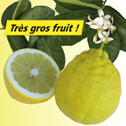 Citronnier de Padoue