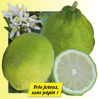 Citronnier des Antilles