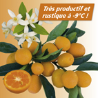 Kumquat