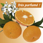Mandarinier