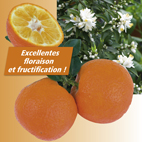 Mandarinier chinois