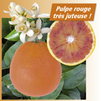 Orange sanguine