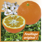 Oranger à feuille de saule