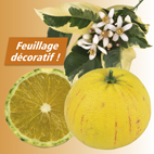 Oranger panache