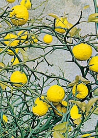 Poncirus-epines-et-fruits
