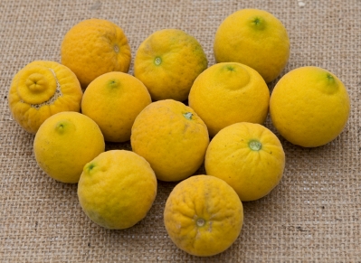 Fruits de Poncirus trifoliata