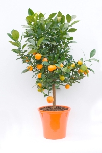 agrume-pot-couleur-cadeau