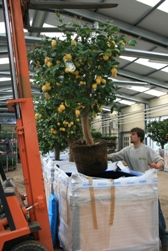 Agrumes pour Terra Botanica