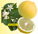 bergamotier-fruit