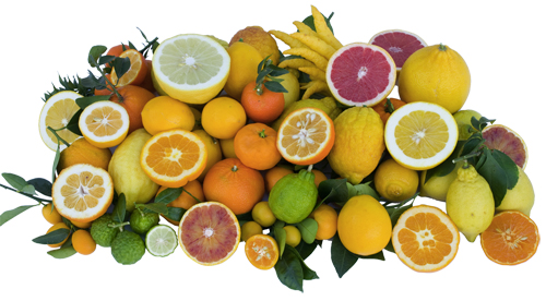 Fruits d'agrumes, variétés collection Agrumes de Méditerranée