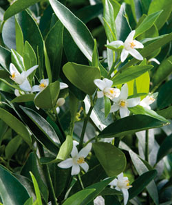 kumquatine-fleurs