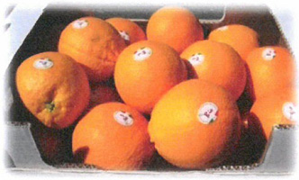 caissette de fruits agrumes bio