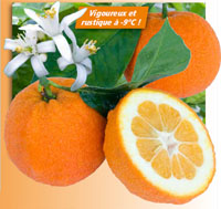 orange-amer