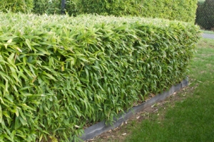 Les Differentes Utilisations Des Bambous Dans Un Jardin