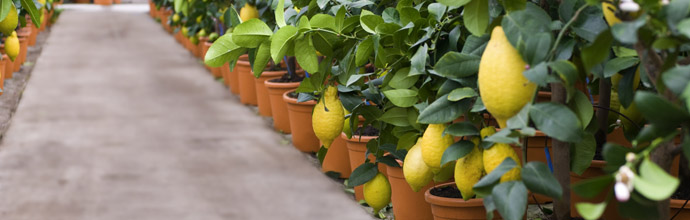 Culture de citronniers aux agrumes de Méditerranée