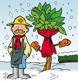 Conseil d'hivernage pour agrume en pot