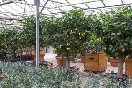 vente-privee-gros-sujets-agrumes-bac-orangeraie