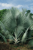 Bismarkia nobilis