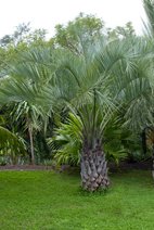 Butia capitata Cocos Palmier abricot
