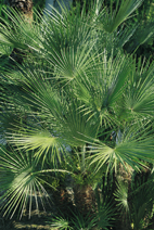 Chamaerops humilis ceracifera