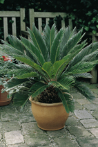Cycas revoluta