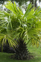 Howea forsteriana