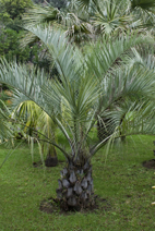 Jubaea chilensis