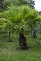 Livistona australis