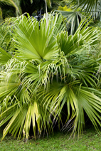 Livistona chinensis